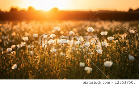 serene field of white poppy like flowers in full bloom glows under setting sun, creating peaceful and warm atmosphere. golden light enhances beauty of scene 125537503