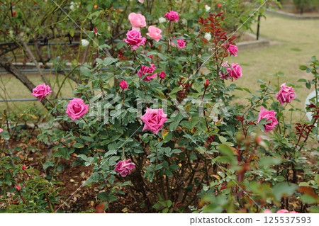 Arao City Ominous Citizen Flower Bed Rose Flower, Arao City Ominous Citizen Flower Bed Rose Flower, 125537593