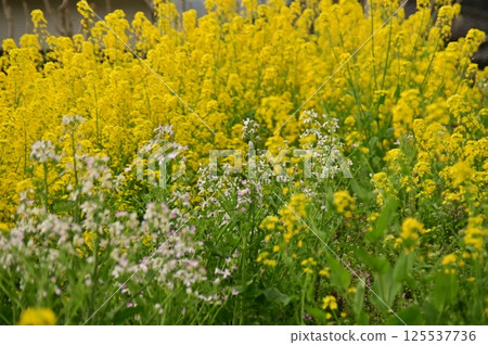 黃色的油菜花盛開 黃色的油菜花盛開 125537736