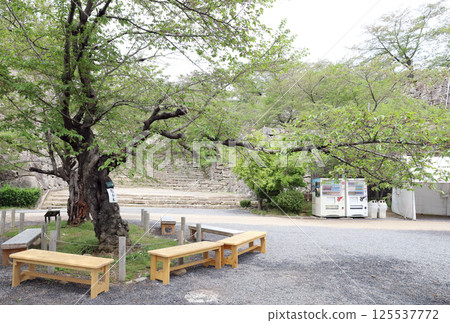 津山城遺址（岡山縣津山市）發現的櫻花樹標本 125537772