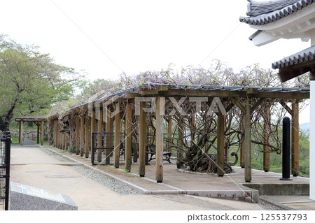 津山城跡（岡山縣津山市） 125537793