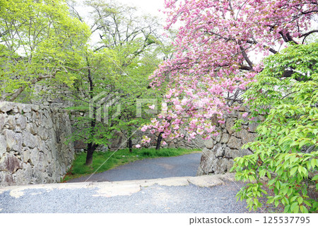 津山城跡八重櫻(岡山縣津山市) 津山城跡八重櫻(岡山縣津山市) 125537795