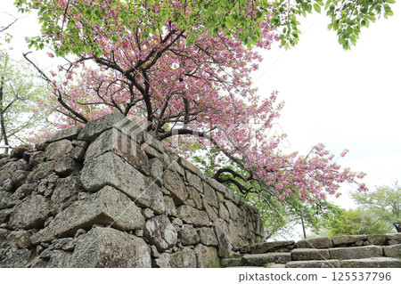 Tsuyama Castle Ruins Double Cherry Blossoms (Tsuyama City, Okayama Prefecture) 125537796
