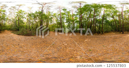 Full seamless 360 degree angle view spherical HDRi panorama of green forest trails during autumn season in equirectangular projection. AR VR virtual reality content scene natural landscape Full seamless 360 degree angle view spherical HDRi panorama of green forest trails during autumn season in equirectangular projection. AR VR virtual reality content scene natural landscape 125537803