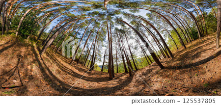 Full seamless 360 degree angle view spherical HDRi panorama of green forest trails during autumn season in equirectangular projection. AR VR virtual reality content scene natural landscape 125537805