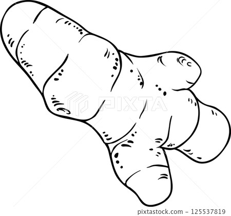 Turmeric Root Outline Illustration Turmeric Root Outline Illustration 125537819