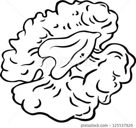 Walnut Outline Illustration. Organic natural nutritional healthy food ingredient, vegetarian diet product.  125537820