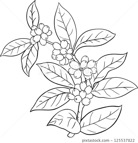 Coffee Branch with Berries Outline Illustration. Organic natural nutritional Ingredient.  125537822