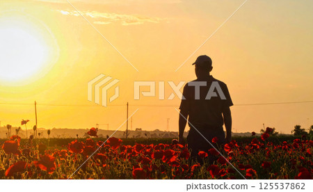 lone figure of farmer silhouetted against field of red poppies at sunset, creating warm and serene atmosphere. golden light enhances beauty of landscape 125537862