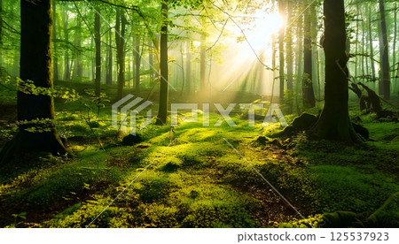 serene forest scene with sun rays filtering through lush green leaves, creating dreamlike atmosphere in misty environment. vibrant greenery evokes sense of tranquility and wonder 125537923
