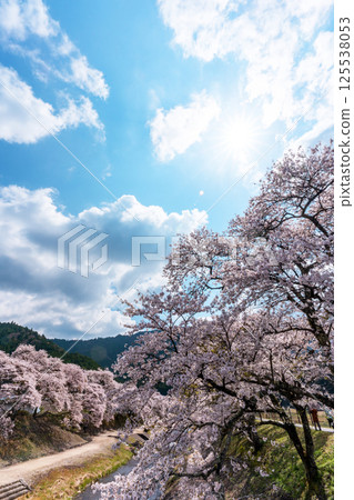 Ayukawa Senbonzakura in full bloom in spring 125538053