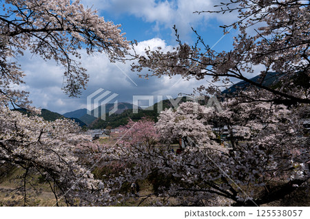 The scenery seen through the gaps in the cherry blossoms of Ayukawa Senbonzakura in full bloom in spring The scenery seen through the gaps in the cherry blossoms of Ayukawa Senbonzakura in full bloom in spring 125538057