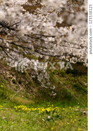Somei-yoshino cherry blossoms in full bloom and spring fields Somei-yoshino cherry blossoms in full bloom and spring fields 125538125