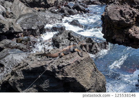 Marine iguana resting on rocks by the ocean, Galapagos 125538146