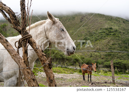 Horse resting on the Humantay Lake trek in the Peruvian Andes 125538167