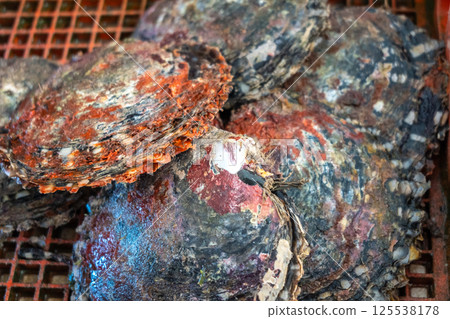 Tahitian Black Pearl Oysters on Tahaa Island, French Polynesia Tahitian Black Pearl Oysters on Tahaa Island, French Polynesia 125538178