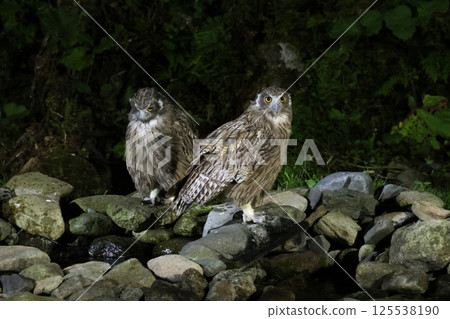 知床羅臼町的一對斑點貓頭鷹父母和孩子 125538190