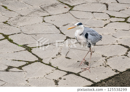 Grey Heron at Nakanoshima Park in Osaka Grey Heron at Nakanoshima Park in Osaka 125538299