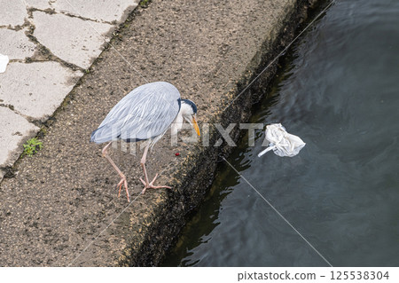 大阪市中之島公園裡，一隻蒼鷺正在翻找裝滿剩菜的塑膠袋 125538304