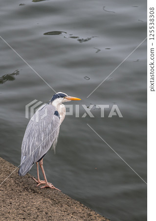 大阪中之島公園的蒼鷺 125538308