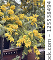 Mimosa 125538494