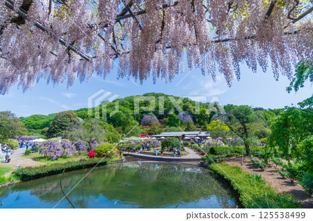 Fresh greenery at Ashikaga Flower Park - Usubeni Bridge Fresh greenery at Ashikaga Flower Park - Usubeni Bridge 125538499