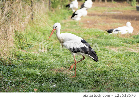 Stork walking in a pasture on a sunny warm day. Close-up. Protected bird species Stork walking in a pasture on a sunny warm day. Close-up. Protected bird species 125538576
