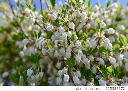White flowers of Daeda Dengoshi 125538672