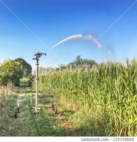 Farm field wheat growing field sprinkler 125538692