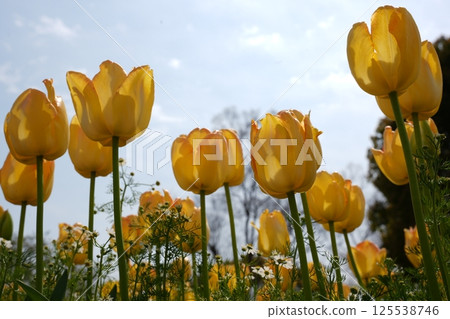 Yellow tulips photographed from a low angle 125538746