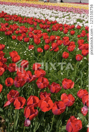 Red tulip field blooming in spring flowerbed Red tulip field blooming in spring flowerbed 125538756