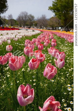 Pink tulip flowers blooming in spring flowerbed Pink tulip flowers blooming in spring flowerbed 125538757