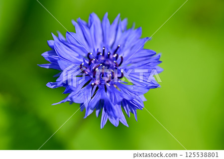 矢車菊 125538801