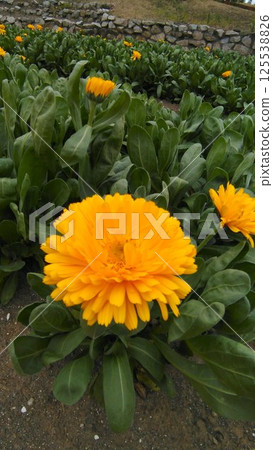 黃色的雜色菊花在花壇裡盛開 黃色的雜色菊花在花壇裡盛開 125538826
