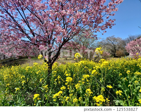 Spring scenery with Kawazu cherry blossoms and rape blossoms in full bloom 125538827