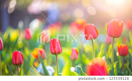Blooming red tulips in vibrant garden create dreamy atmosphere, enhanced by glowing sunlight and soft bokeh background, evoking sense of tranquility and beauty 125539128