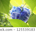 A vibrant hydrangea with a gradation of blue and purple 125539183