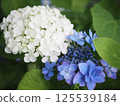 White hydrangea and blue hydrangea 125539184