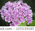 Pink cute hydrangea 125539185