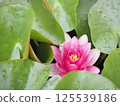 Lotus flower wet with rain 125539186