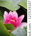 Vivid pink water lilies 125539187