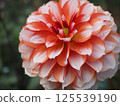 Bright orange dahlia 125539190
