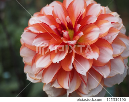 亮橙色大麗花 125539190