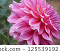 Bright pink dahlia 125539192
