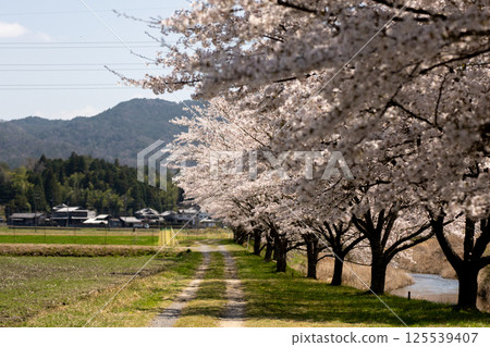 櫻花季日本鄉村風景 125539407