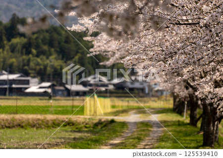 櫻花季日本鄉村風景 125539410