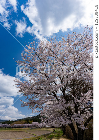 櫻花季日本鄉村風景 125539419