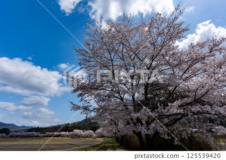櫻花季日本鄉村風景 125539420