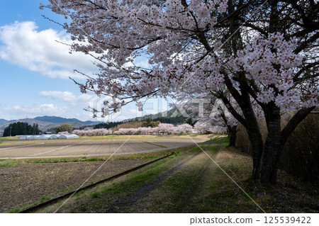 櫻花季日本鄉村風景 櫻花季日本鄉村風景 125539422