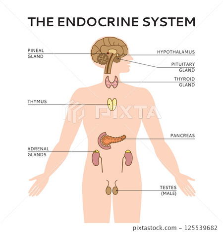 Schematic colorful vector illustration of male endocrine system 125539682
